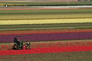 Netherland Prints: Working in the tulip rows in the bulb fields
