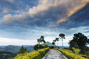 Hedge Prints: Top of the World resort, Uganda, Africa