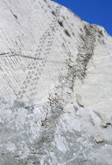 The worlds longest dinosaur tracks, Cretaceous Titanosaurus, near Sucre