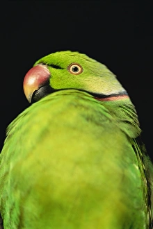 Parrot Prints: Worlds rarest parrakeet (Psittacula eques echo)
