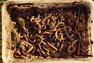 Worm Prints: Worms used as bait by molecatcher, United Kingdom, Europe