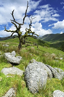Bare Prints: Woundale, Lake District National Park, Cumbria, England, United Kingdom, Europe
