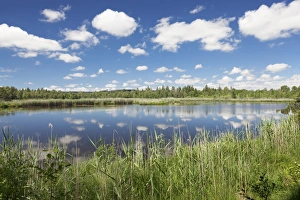 Upper Swabia Prints: Wurzacher Ried Moor, Bad Wurzach, Upper Swabia, Baden-Wurttemberg, Germany, Europe