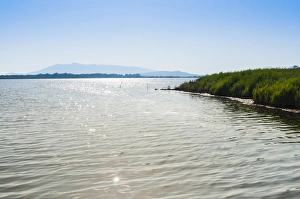 Hazy Prints: The WWF Oasis of Lake Burano, Capalbio, Grosseto Province, Tuscany, Italy, Europe