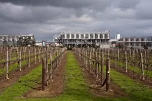 Images Dated 2nd August 2009: Wynns Coonawarra Estate vineyards and cellars, Coonawarra, South Australia