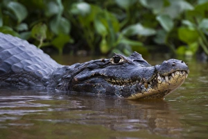 Yacare caiman (Caiman crocodylus yacare), Pantanal, Mato Grosso, Brazil, South America