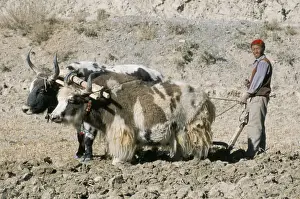 Farmer Prints: Yak-drawn plough in barley field high on Tibetan Plateau, Tibet, China, Asia