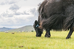 Mongolian Prints: Yak grazing, Orkhon valley, South Hangay province, Mongolia, Central Asia, Asia