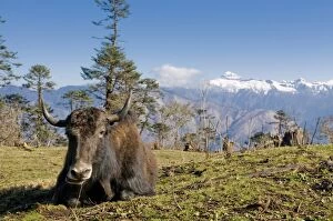 Yak grazing on top of the Pele La mountain pass with the Himalayas in the background