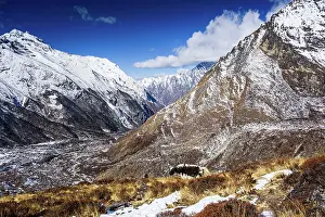 Herbivore Prints: Yak grazing on sunlit ridge overlooking snow-covered Langtang Valley, Nepal
