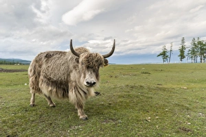 Portrait Prints: Yak on the shores of Hovsgol Lake, Hovsgol province, Mongolia, Central Asia, Asia