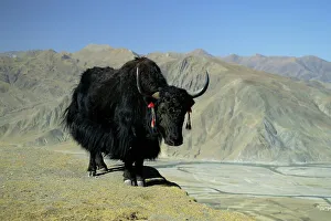 Yak, Tibet