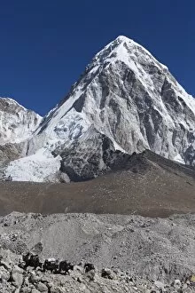 Images Dated 2nd April 2010: Yak on a trail below Kala Pattar and Pumori, 7165m, Solu Khumbu Everest Region