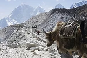 Images Dated 3rd April 2010: Yak on a trail, Solu Khumbu Everest Region, Sagarmatha National Park, Himalayas