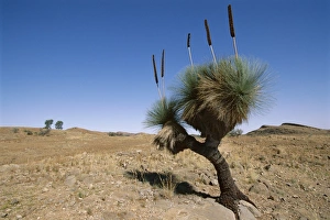 Yakka plant, Flinders Range, South Australia, Australia, Pacific