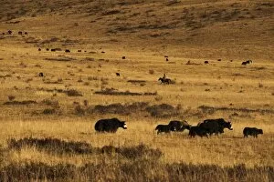 Images Dated 27th October 2009: Yaks grazing on the vast open rangelands on the edge of the Tibetan Plateau in Sichuan Province