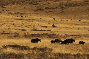 Images Dated 27th October 2009: Yaks grazing on the vast open rangelands on the edge of the Tibetan Plateau in Sichuan Province