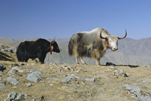 Barren Prints: Two yaks in the mountains, Tibet, China