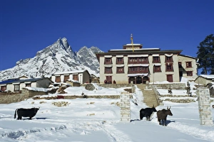 Tengboche Prints: Yaks in the snow outside Tengboche monastery in