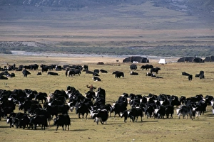Nomadic People Prints: Yaks on Tibetan pastures at 4000m, Sichuan Province, China, Asia