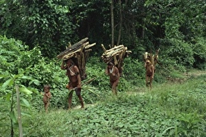 Brazil Prints: Yanomami indian women collecting wood, Brazil, South America