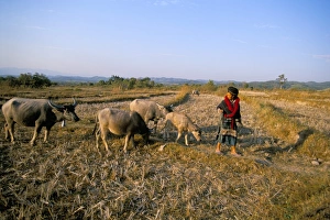 Laosian Prints: Yao lady leading cows