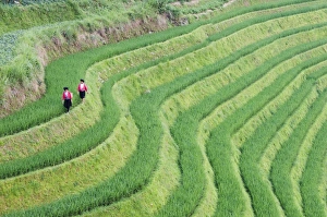 Layer Prints: Yao women at the Dragons Backbone rice terraces, Longsheng, Guangxi Province, China, Asia