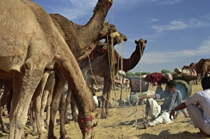 Camels Prints: Two year old camels bought and sold, Camel Fair, Pushkar, Rajasthan state, India, Asia