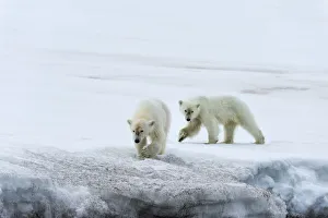 Yearling polar bear (Ursus maritimus) on a glacier, Bjornsundet, Hinlopen Strait
