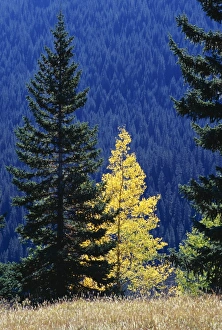 Conifers Prints: Yellow aspen and conifers, Colorado, United States of America (U