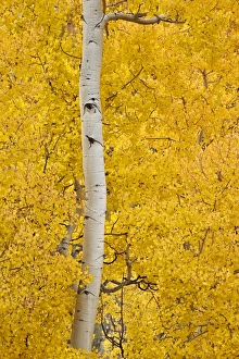 Yellow aspen in the fall, Uncompahgre National Forest, Colorado, United States of America