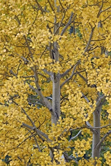 Aspen Prints: Yellow aspen in the fall, Uncompahgre National Forest, Colorado, United States of America