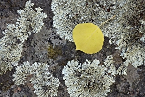 Lichen Prints: Yellow aspen leaf on a lichen-covered rock in the fall