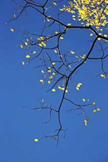 National Forest Prints: Yellow aspen leaves against a blue sky in the fall, Grand Mesa National Forest, Colorado
