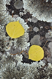 Lichen Prints: Yellow aspen leaves on a lichen-covered rock in the fall