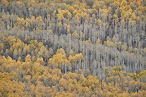 National Forest Prints: Yellow aspen trees in the fall