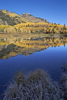 Aspen Prints: Yellow aspen trees reflected in Priest Lake in the fall