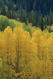 Aspen Tree Prints: Yellow aspens