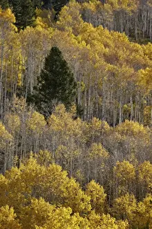 Evergreen Prints: Yellow aspens and an evergreen in the fall