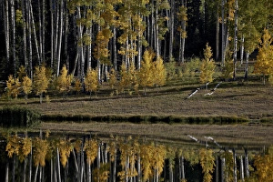 Aspens Prints: Yellow aspens among evergreens in the fall reflected in a lake
