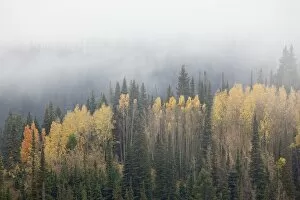 Images Dated 5th October 2010: Yellow aspens and evergreens with low clouds, Wasatch-Cache National Forest, Utah