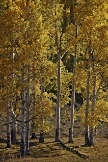 Aspens Prints: Yellow aspens in the fall, San Miguel County