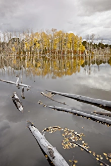 Seasons Prints: Yellow aspens reflected in a beaver pond in the fall, Fishlake National Forest