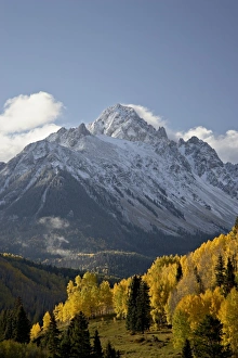 Images Dated 6th October 2008: Yellow aspens and snow-covered mountains, Uncompahgre National Forest, Colorado