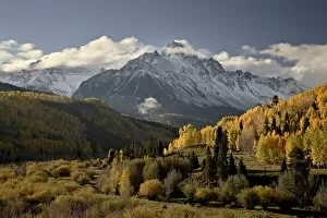 Images Dated 6th October 2008: Yellow aspens and snow-covered mountains, Uncompahgre National Forest, Colorado