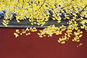 Beijing Prints: Yellow autumn leaves against a red wall in Ritan Park, Beijing, China, Asia