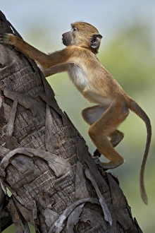 Yellow baboon (Papio cynocephalus), juvenile climbing a palm tree, Selous Game Reserve