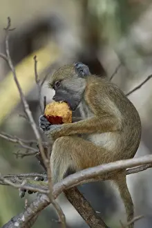 Game Reserve Prints: Yellow baboon (Papio cynocephalus) juvenile eating a duom palm fruit, Selous Game Reserve