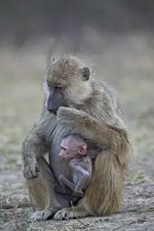 Yellow baboon (Papio cynocephalus) mother and days-old infant, Ruaha National Park