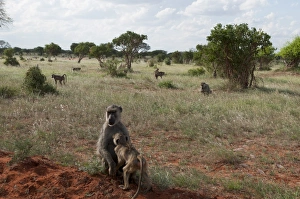 Primates Prints: Yellow baboons (Papio hamadryas cynocephalus), Tsavo East National Park